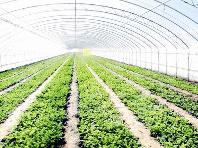 &ldquo;富裕、秀美&rdquo;看大場