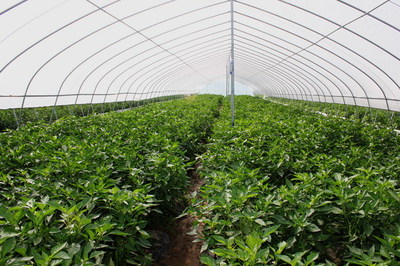 天水市蔬菜新品種現場觀摩會在清水縣召開(組圖)