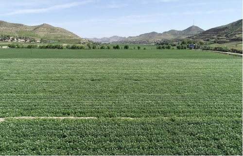 有機旱作撐起現代農業發展 一片天 會寧縣實施科技抗旱工程促進糧食增產增收紀實