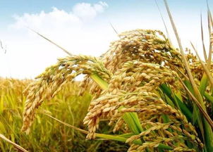 河南這9個縣 區(qū) 市被中央點(diǎn)名 將加大扶持力度 有你的家鄉(xiāng)嗎