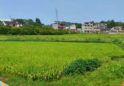 現(xiàn)代農(nóng)業(yè)產(chǎn)業(yè)體系的發(fā)展趨勢(shì)與農(nóng)業(yè)開發(fā)現(xiàn)狀