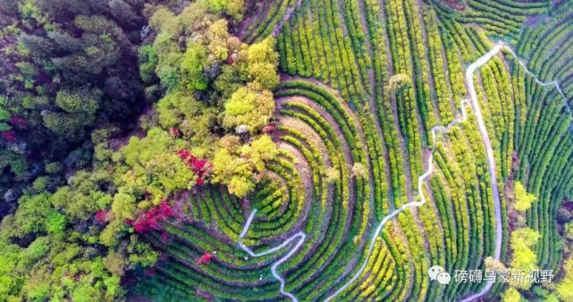 一個畢節企業家的綠色轉身 從商業戰場到農業開發的生態之旅