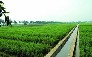 通星科技 以創新科技為農業開發注入新動能，驅動“三農”高質量發展