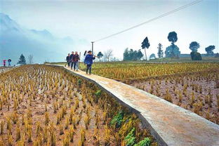 農業綜合開發 拓寬致富路，促農增收新引擎
